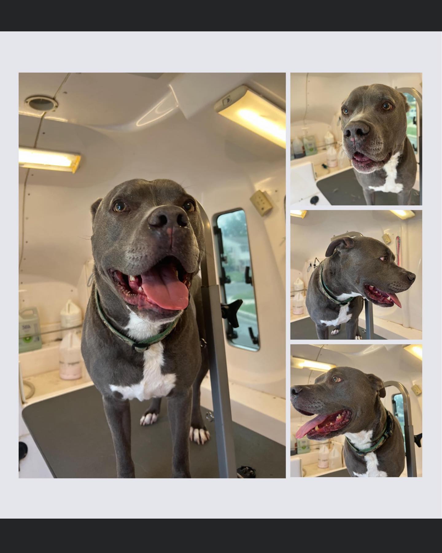 Professional grooming with personalized attention