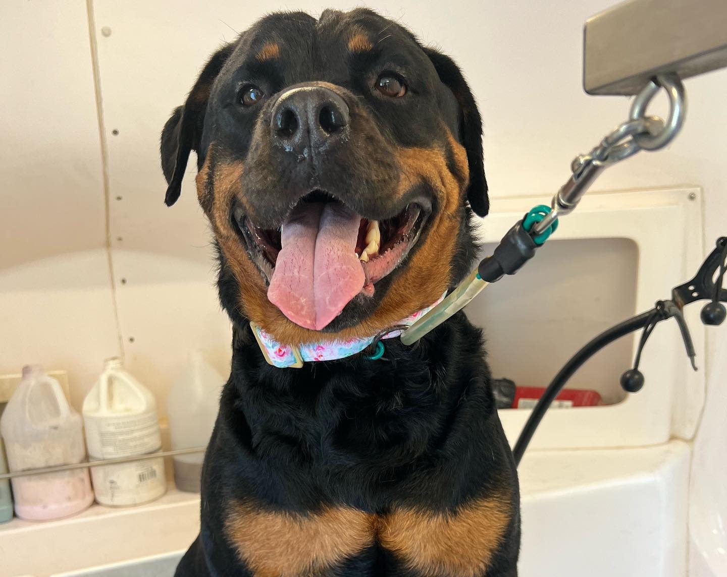 Our happy clients after grooming